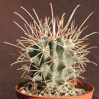 Sclerocactus uncinatus ssp. wrightii  (Glandulicactus uncinatus v. wrightii)