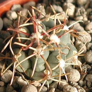Sclerocactus uncinatus ssp. crassihamatus