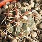 Sclerocactus uncinatus ssp. crassihamatus