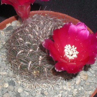 Sulcorebutia crispata fo. brunispina