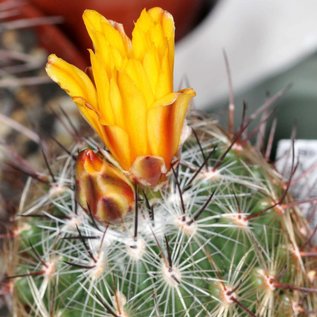 Thelocactus conothelos v. aurantiacus