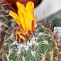 Thelocactus conothelos v. aurantiacus