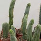 Trichocereus bridgesii  macro-monstruosus