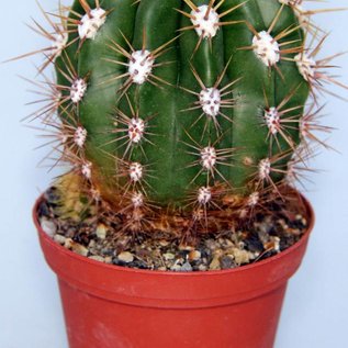 Trichocereus candicans  BOS 328 San Luis Portreiro