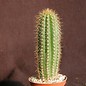 Trichocereus spachianus