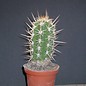 Trichocereus spec. La Paloma  La Paloma Stausee