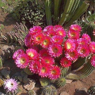 Trichocereus-Hybr. Flying Saucer