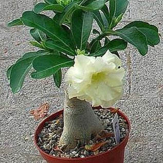 Adenium obesum Lemon Ice  CA 01 mit jahreszeitlich bedingtem Rückschnitt, with cutback gepfr.