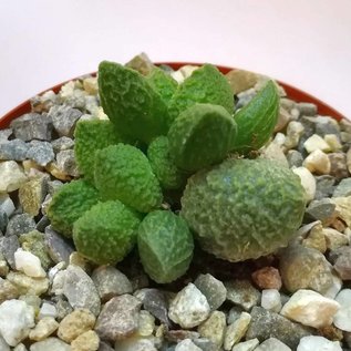 Adromischus marianiae fo. herrei cv. Lime Drops