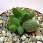 Adromischus marianiae fo. herrei cv. Lime Drops