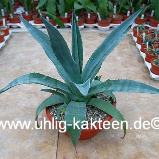 Agave cv. Bernis Schlanke