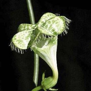 Ceropegia sandersonii