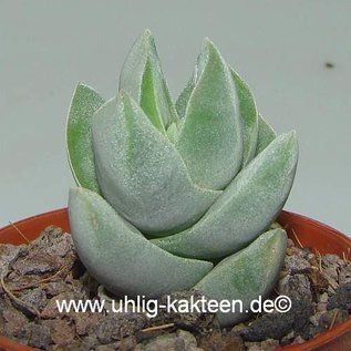 Crassula-Hybr. Ivory Tower