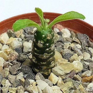 Dorstenia foetida  Lav+Newton 10341