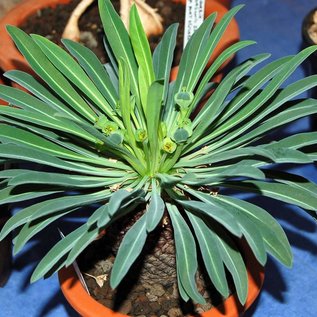 Euphorbia bupleurifolia