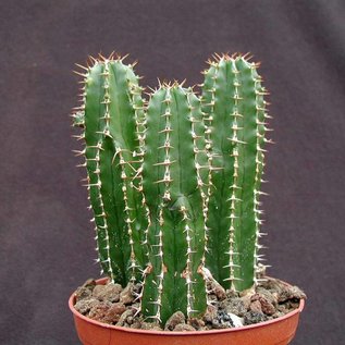 Euphorbia echinus