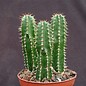 Euphorbia echinus