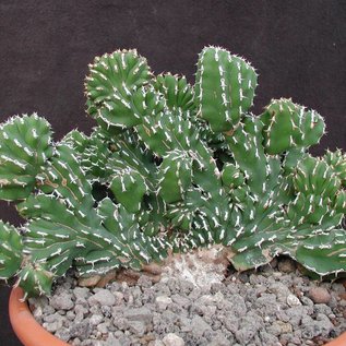 Euphorbia echinus     cristata