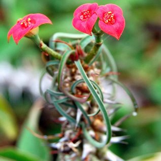 Euphorbia gottlebei