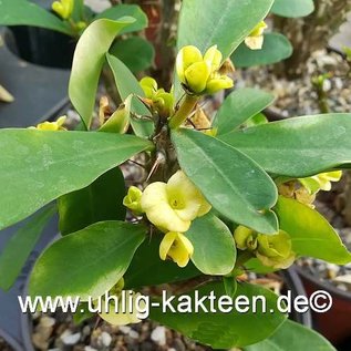 Euphorbia milii-Hybr.