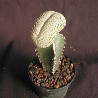 Euphorbia piscidermis     gepfr. cristata