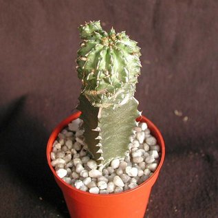 Euphorbia sepulta