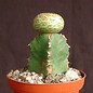 Euphorbia turbiniformis    gepfr.