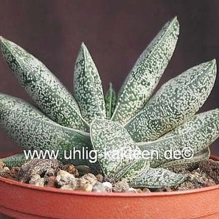 Gasteria baylissiana  Zuurberg, Uitenhage