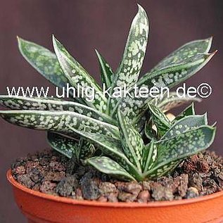 Gasteria liliputana-Hybr.