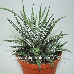 Haworthia attenuata v. caespitosa