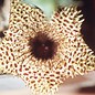 Huernia boleana