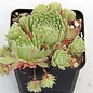 Sempervivum arachnoideum x calcareum      (dw)