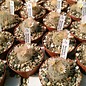 Mammillaria pennispinosa