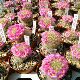 Mammillaria carmenae-Hybr.