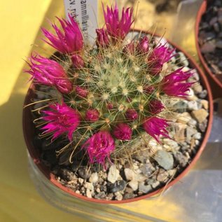 Mammillaria crinita  cv. rubriflora