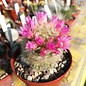 Mammillaria carmenae-Hybr.