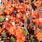 Rebutia senilis v. RW 063 Quebrada de Escoipe, Salta, Argentinien, 1600 m