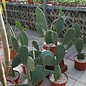 Opuntia ficus-indica XL