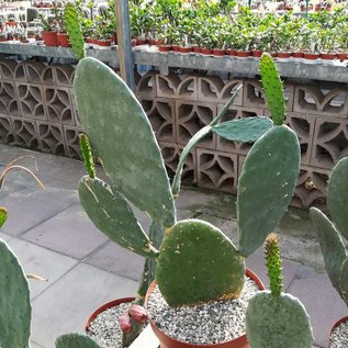 Opuntia ficus-indica XL