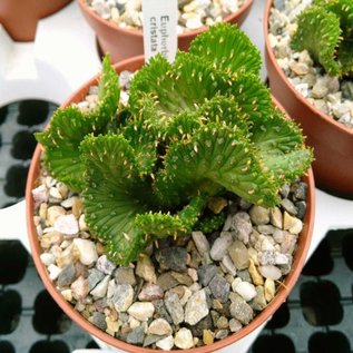 Euphorbia pugniformis     cristata