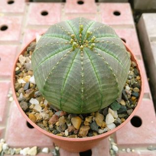 Euphorbia obesa   South Africa