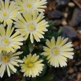 Delosperma cv. Amelie       (dw)