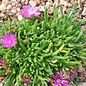 Delosperma deleeuwiae   Lesotho, 3200 m    (dw)