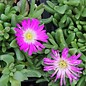 Delosperma cv. Kletsang Diamantenmine       (dw)