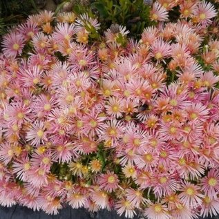 Delosperma cv. Kelardis       (dw)