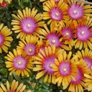 Delosperma cv. New Fire       (dw)