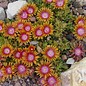 Delosperma cv. New Fire       (dw)