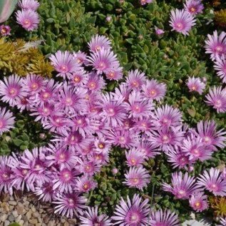 Delosperma cv. Lavander       (dw)