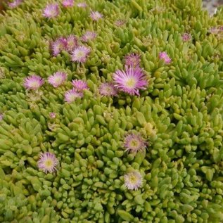 Delosperma nubigenum cv. Rosenteppich  Lesotho    (dw)