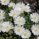 Delosperma cv. Bianca       (dw)